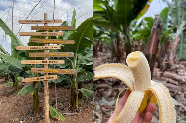 Bananenfarm Finca Las Magaritas